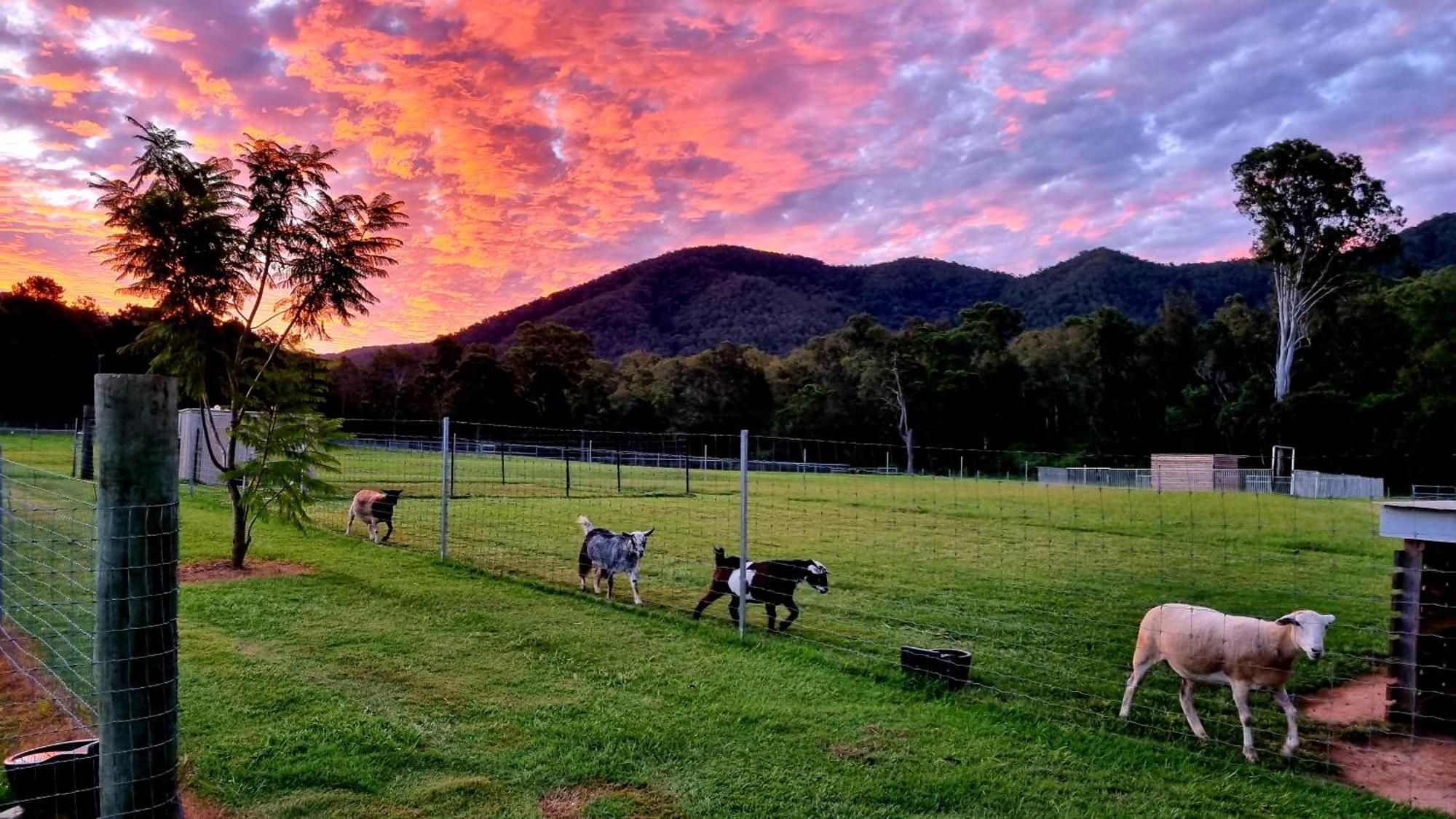 Fig Tree Farm B&B Highvale-Farmstay Near Brisbane! Exteriér fotografie