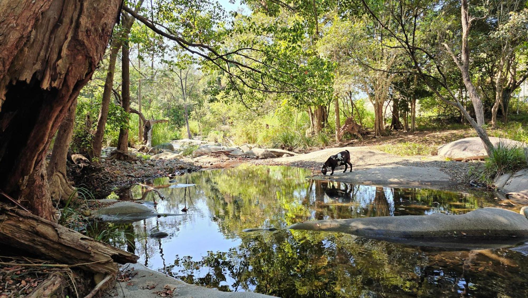 Fig Tree Farm B&B Highvale-Farmstay Near Brisbane! Exteriér fotografie